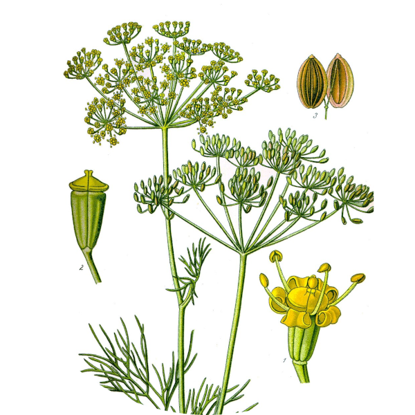 Botanical
                    illustration of aneth