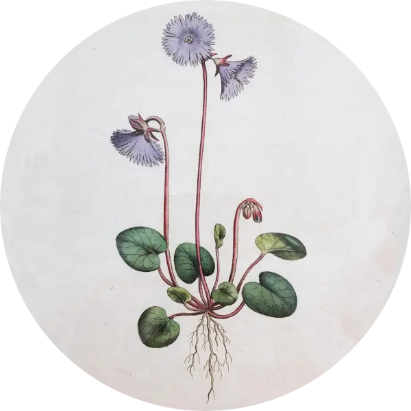 Botanical
                    illustration of soldanelle